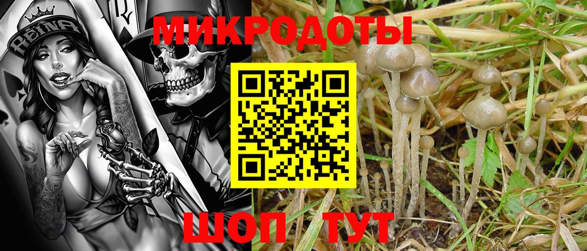 Полысаево  Галлюциногенные грибы Psilocybe  Вход с VPN  Псилоцибиновые грибы Psilocybe 